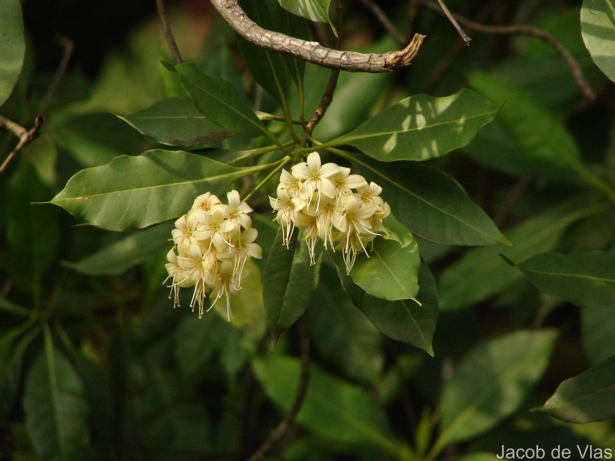 Cyrtophyllum fragrans (Roxb.) DC.